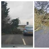 Trees have been brought down and homes hit by power cuts as Storm Darragh batters Doncaster.