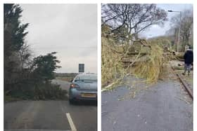 Trees have been brought down and homes hit by power cuts as Storm Darragh batters Doncaster.