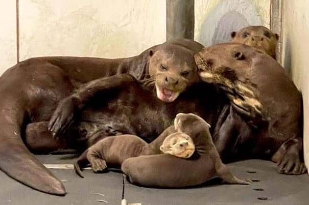 The otter family