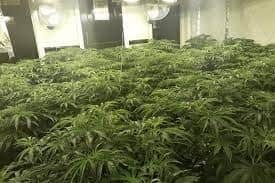 A thousand cannabis plants were discovered