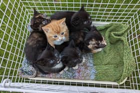 The abandoned kittens