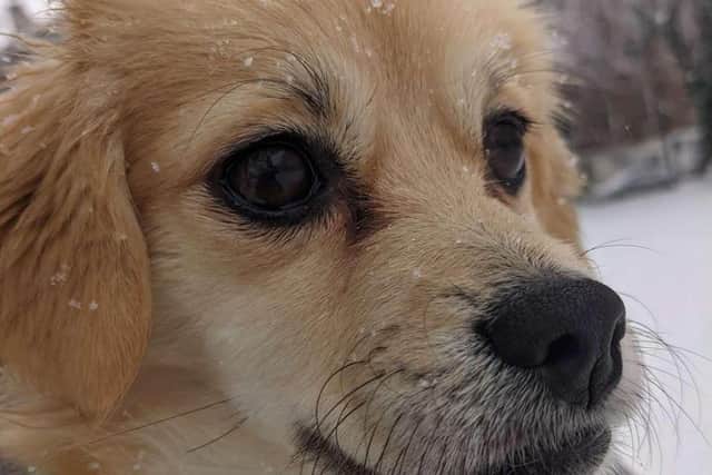 Wilma - one of the pets in the competition.