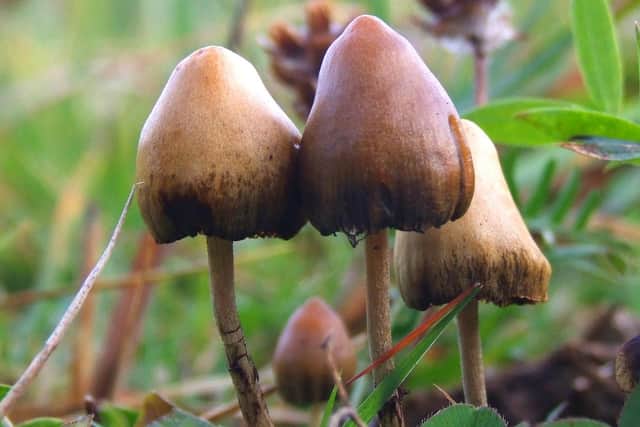 Former Labour councillor Daniel Barwell was sentenced for his role in a worldwide magic mushrooms trafficking ring last year.