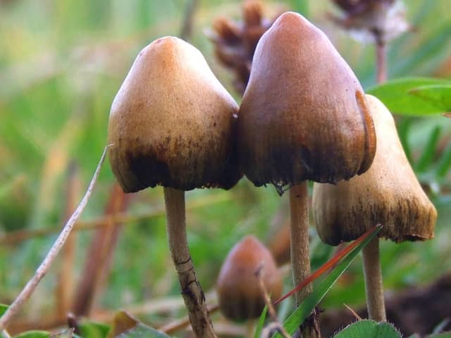 Former Labour councillor Daniel Barwell was sentenced for his role in a worldwide magic mushrooms trafficking ring last year.