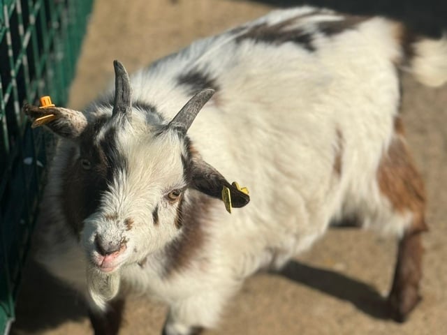 Meet the friendly Farm Barn folk at Tropical Butterfly House