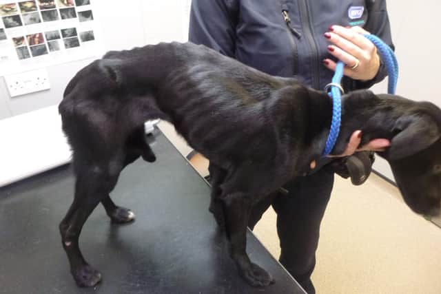 Layla is a beautiful whippet-type dog who was found in a neglected state with all her bones visibly protruding from her body