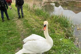 There once was an ugly duckling