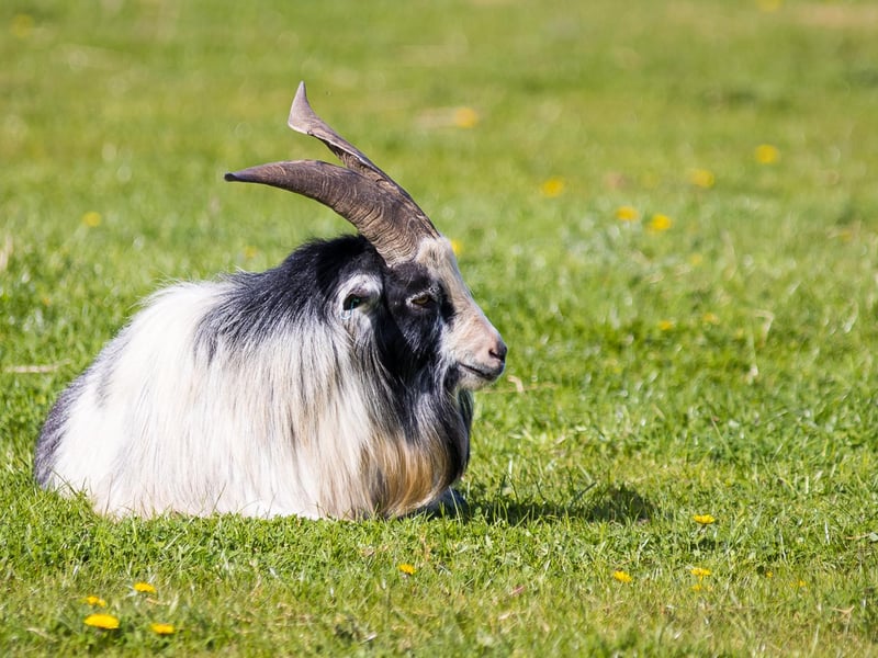 A grazing ram enjoying the spring sunshine.