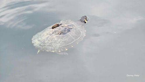The turtle was spotted swimming at Lakeside.