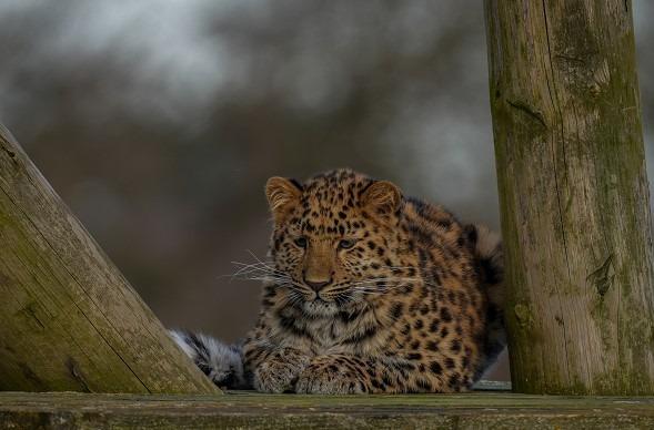 2024 started with the first public appearance of Auckley the Amur Leopard, much to the delight of visitors.