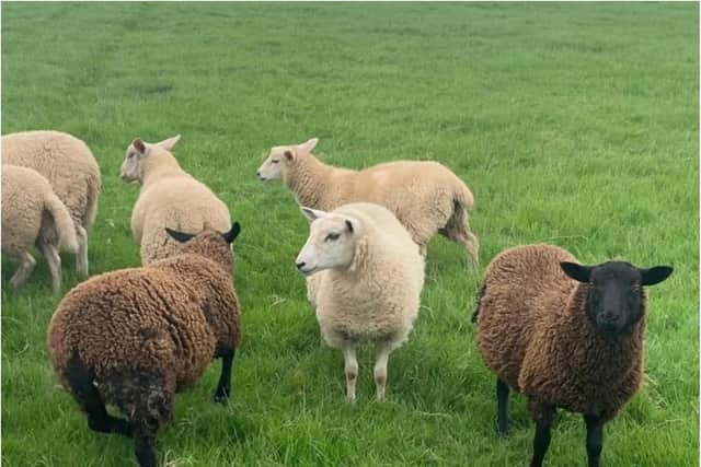 Dog owners are being told to keep pets on leads during lambing season.