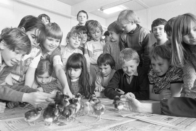 These spring chicks are alive and pecking thanks to the tender loving care of this proud group of youngsters at a Preston school. Class three at Kingsfold Primary School, Penwortham, have spent the past few months keeping a watchful eye on the chicks as they incubated. And a competition to find a name for the first one into the world helped raise money for the school's chosen charity - Action Aid