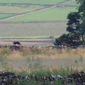 There has been more than one sighting of the mysterious creature