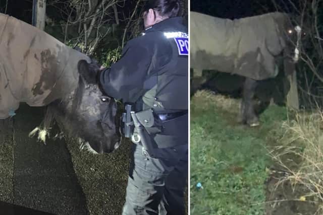 The horse was found on Swallow Hill Road in Barnsley.