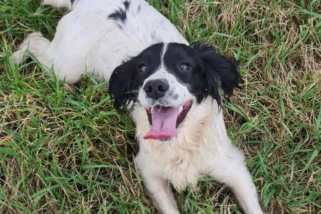 Have you seen Lola?