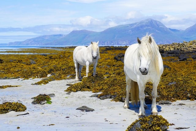Don’t let the name distract you - the Isle of Muck is a haven of beaches, secluded bays and wildlife ranging from otters to whales and eagles. 

The ferry for the Isle of Muck leaves from Mallaig, Lochaber