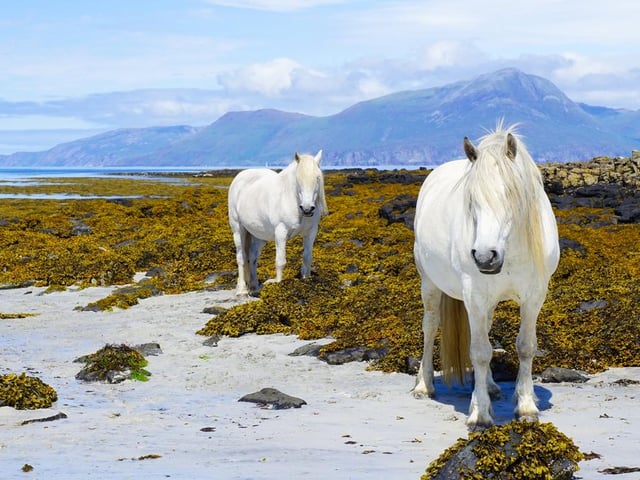 Don’t let the name distract you - the Isle of Muck is a haven of beaches, secluded bays and wildlife ranging from otters to whales and eagles.
The ferry for the Isle of Muck leaves from Mallaig, Lochaber