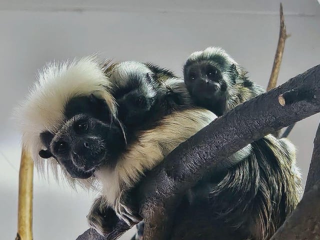 The birth of a set of rare and critically endangered twin Cotton Top Tamarin monkeys