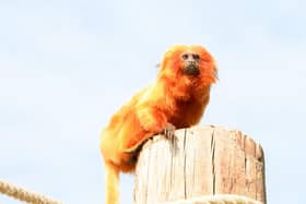 A new walkthrough enclosure has opened at Doncaster's Yorkshire Wildlife Park.