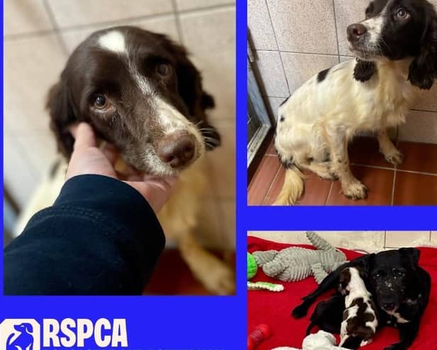 The RSPCA has issued an update on some of the 80 dogs rescued from a squalid house in Doncaster.