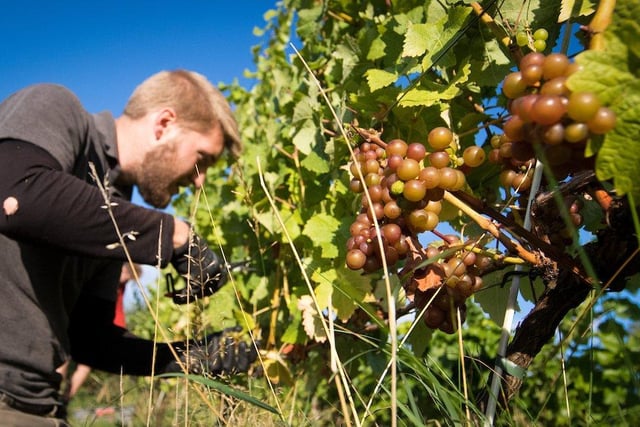 Grape picking at Amber Valley Wines in Wessington, Derbyshire in 2018.