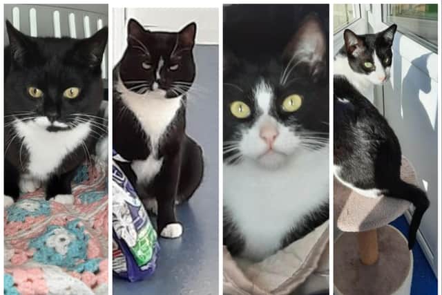 All four cats are seeking new homes.