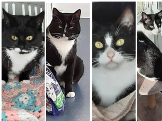 All four cats are seeking new homes.