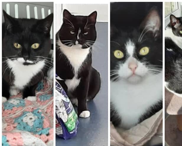 All four cats are seeking new homes.