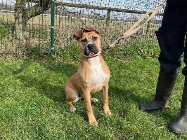 Stella suffered a leg injury early on in her life, meaning she'll need to take frequent, but short walks every day. This may be a lot of effort, but to say that she's worth it would be a massive understatement.