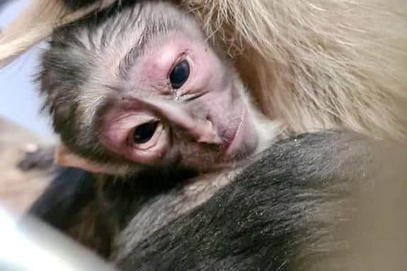 Staff at Yorkshire Wildlife Park are celebrating after the birth of a critically endangered species of monkey – the first of its kind in the UK. 