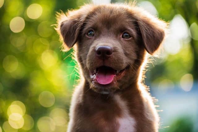 Check out the most popular dog names of all time.