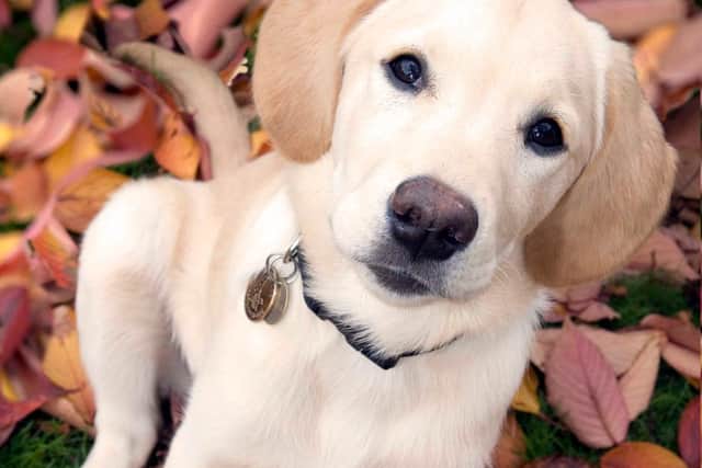 Guide Dog puppy outside