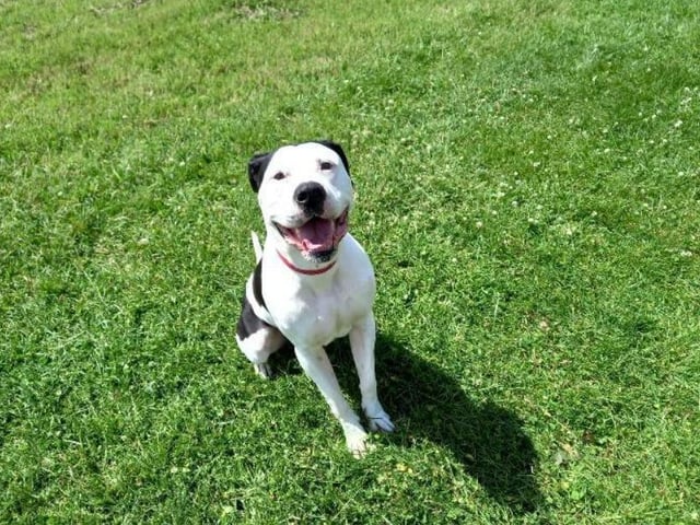 A six year old crossbreed, Dennis is described as a "gentle giant" by those at the shelter. He's very fond of people, but may struggle to get used to young children or cats.