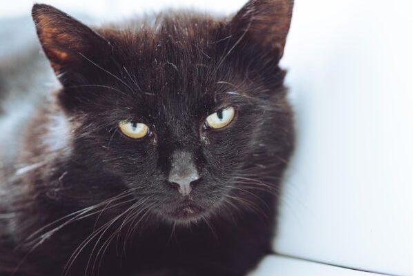 Sebastian was an injured stray when he was brought to Chesterfield RSPCA. Having received the treatment he needed, the one-year-old cat is now looking for a quiet, steady home.