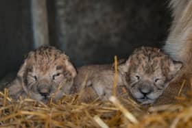 The lion cubs are making good progress, YWP chiefs have said.