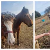Hearts and Hooves is looking for volunteers to help care for farm animals.