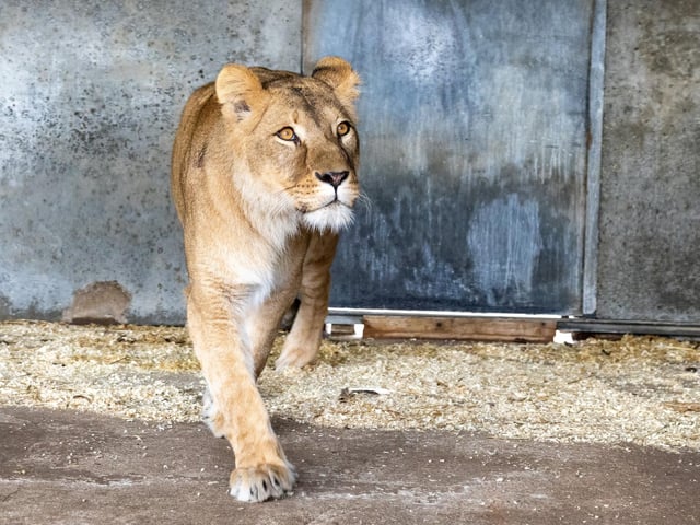 March saw the arrival of 4 Ukrainian lions rescued from their holding facility in Poland having escaped Russian bombs.