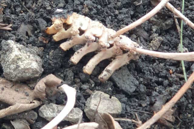 The remains of Hades were found after the pup was killed and burned.