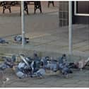 A flock of dead pigeons were found in a Doncaster street.