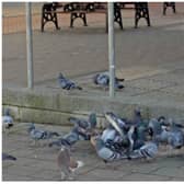 A flock of dead pigeons were found in a Doncaster street.