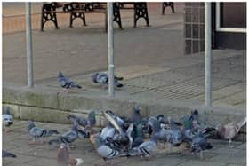 A flock of dead pigeons were found in a Doncaster street.