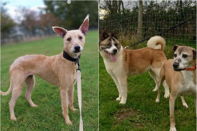 Lola, Angel and Roxy are all seeking new homes.