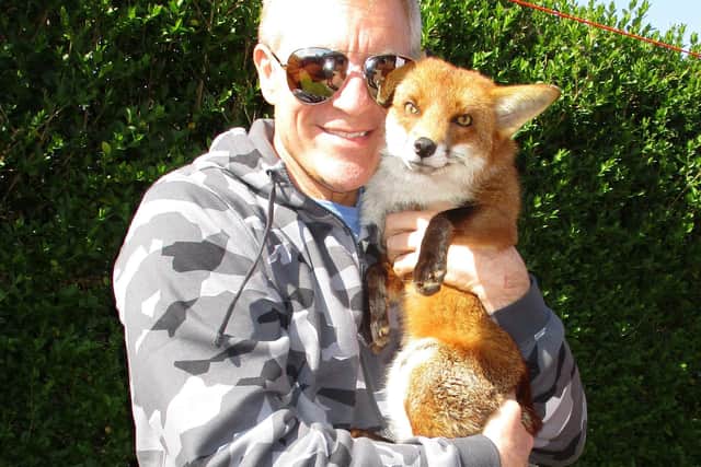 Les Hemstock with Ben the fox. See SWNS story SWSYfox. A man adopted an orphaned fox cub after it crawled into his jacket sleeve for a nap. Les Hemstock, 51, was visiting a wildlife sanctuary where a friend was working, when he met a family of cubs brought in by a member of the public. The skulk were starving, freezing and riddled with ticks, and in desperate need of medical attention if they were to survive. One tiny cub - now called Ben - wandered straight over to Les, making a bed in the sleeve of his jacket where he fell fast asleep.