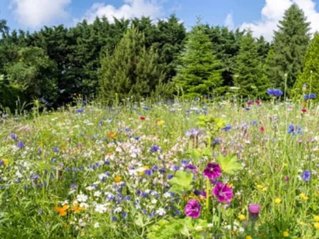 Encourage insects into green spaces. Photo: Adobe
