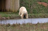 Rasputin the polar bear takes a dip on International Polar Bear Day