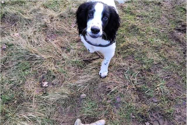 Domino brought his owner Laura Roberts a sex toy he found on a walk. (Photo: SWNS).