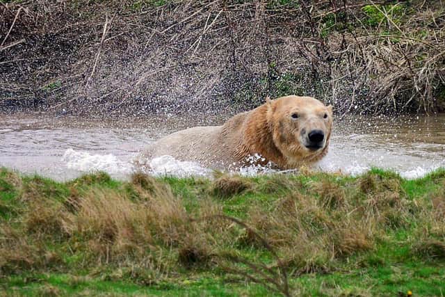 Rasputin, pictured at the Yorkshire Wildlife Park.