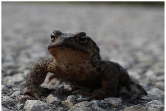 Drivers have been warned of frogs crossing roads in Doncaster. (Photo: Pixabay).