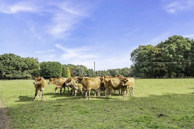 Meet the neighbours! The property sits within scenic countryside that includes grazing land.