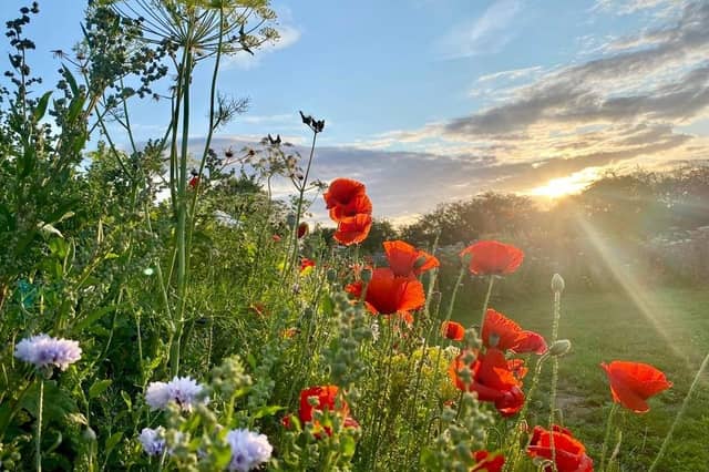 Hatfield Jubilee Park is in bloom.